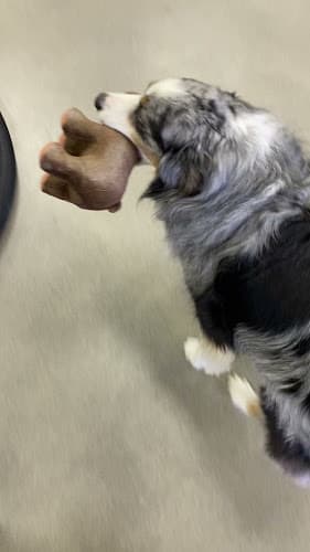 Dog Grooming Goat & Bear Grooming Salon Beaverton