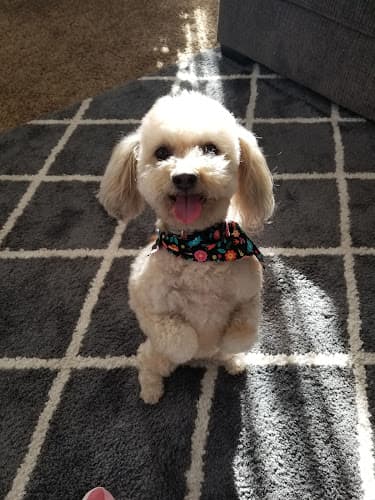 Dog Grooming Golden Clipper Dog Grooming Yakima