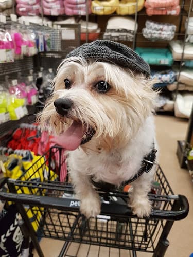 Dog Grooming Golden Paw Grooming Rialto