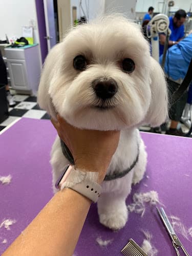 Dog Grooming Golden Shears Grooming Ventura