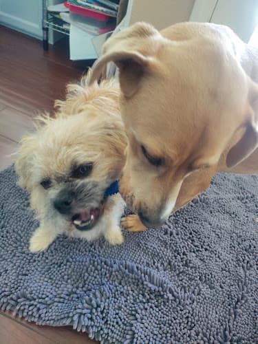 Dog Grooming Goode Grooming Bark Nouveau Stockton