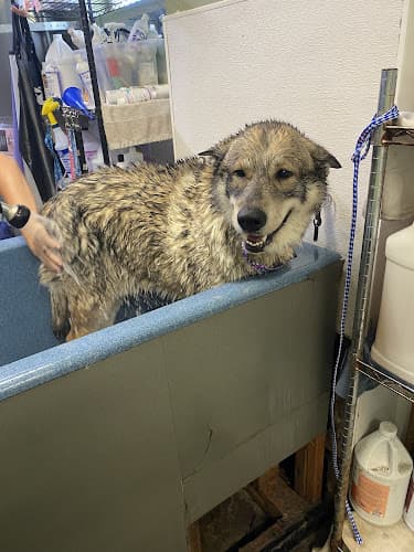 Dog Grooming Grateful Dogs LLC Grooming And Daycamp Federal Way