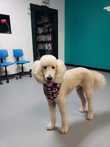 Dog Grooming Green Dog Grooming LLC Kent