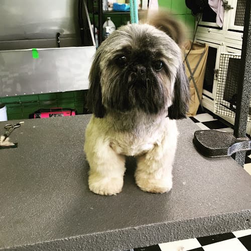 Dog Grooming Green Paw Grooming San Diego