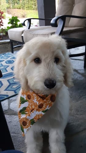 Dog Grooming Groom At The Top Mission Viejo