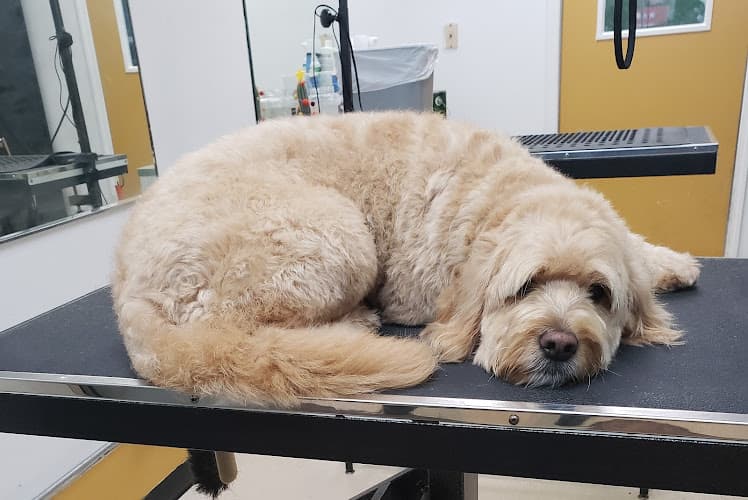 Dog Grooming Groom Dog Spaw San Francisco