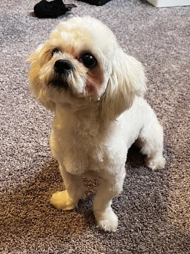 Dog Grooming Groom R Paws Los Angeles