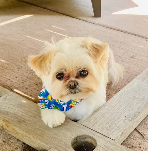 Dog Grooming Groom Room Vista