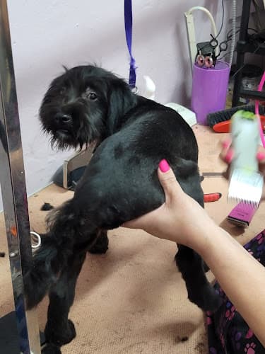 Dog Grooming Groom to Bloom Pet Salon Los Angeles