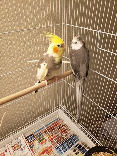 Dog Grooming Groomery-For the Birds & More Bakersfield