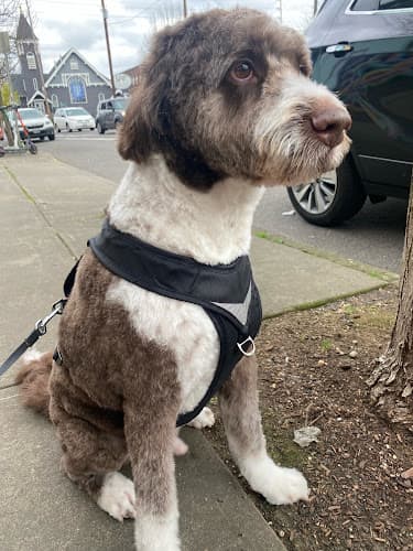 Dog Grooming Grooming Arts Northwest Portland