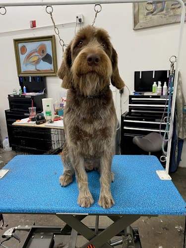Dog Grooming Grooming At 1st Bend