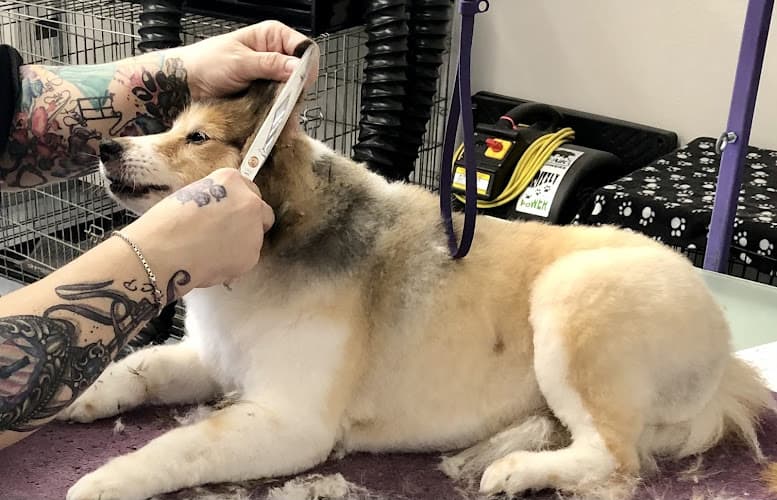 Dog Grooming Grooming At Tiffani's Gresham
