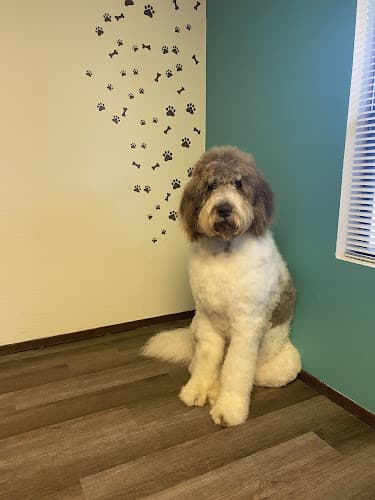 Dog Grooming Grooming at Tiffany's Santa Rosa