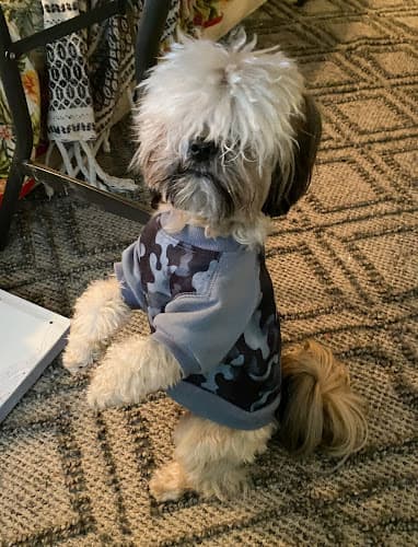 Dog Grooming Grooming By Elaine Sacramento