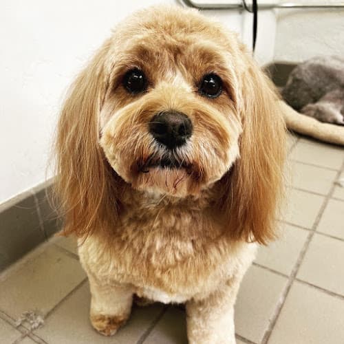 Dog Grooming Grooming by Jessica San Mateo