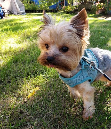 Dog Grooming Grooming by Kristi Corp. Seattle