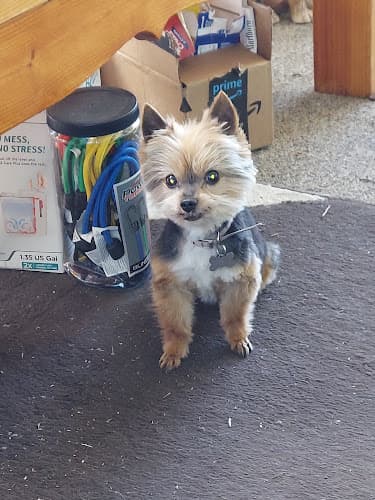 Dog Grooming Grooming By Kristi Yakima