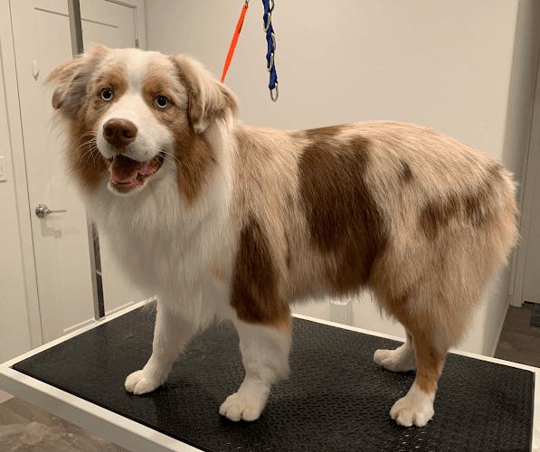 Dog Grooming Grooming by Kristie Hayward