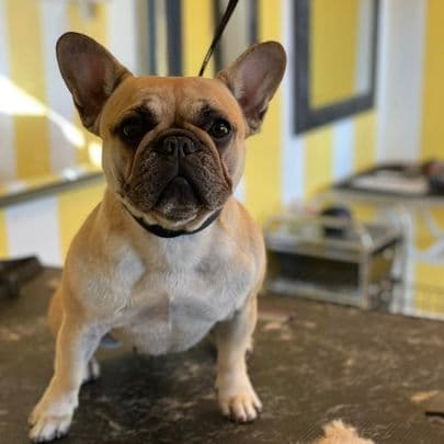 Dog Grooming Grooming by Nina Visalia