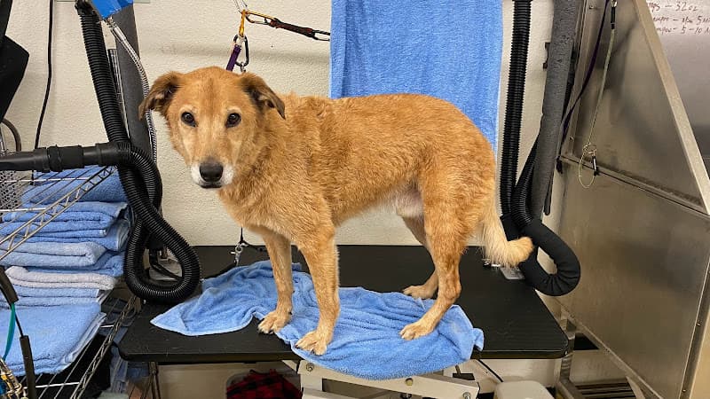 Dog Grooming Grooming by V El Monte