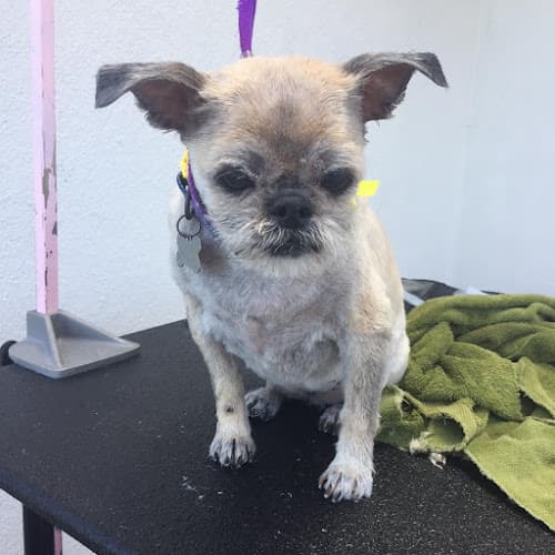 Dog Grooming Grooming Cohens Carlsbad
