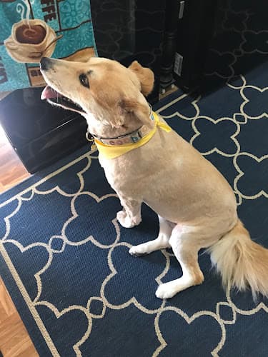 Dog Grooming Grooming Cottage Long Beach