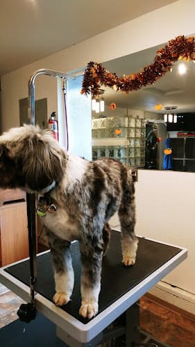 Dog Grooming Grooming Pretty Pets Tacoma