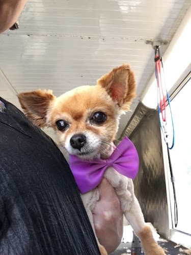 Dog Grooming Grooming Stars - Mobile Dog Grooming Santa Monica