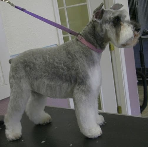 Dog Grooming Grooming Unlimited Redding