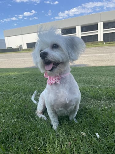 Dog Grooming Grooming With Love South Gate