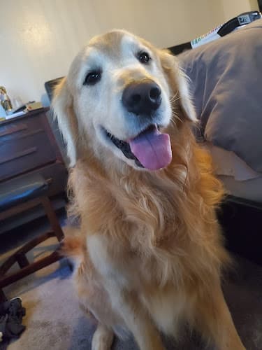 Dog Grooming Grooming Wonders Carson