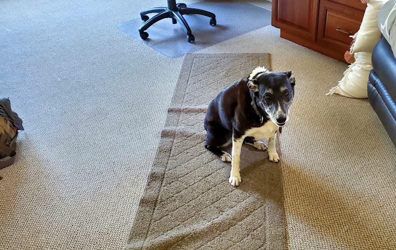 Dog Grooming Groomingdales Bend