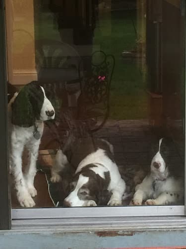 Dog Grooming Groomingdales Fairfield