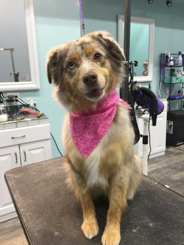Dog Grooming Groomingdales K9 Design Anchorage