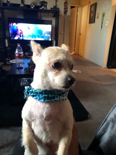 Dog Grooming Groomingdales Mobile Grooming powered by Pawgo Carson