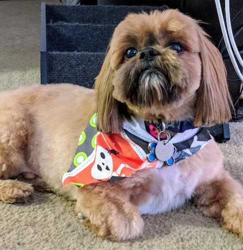 Dog Grooming Groomingdale's - Pet Grooming Palmdale