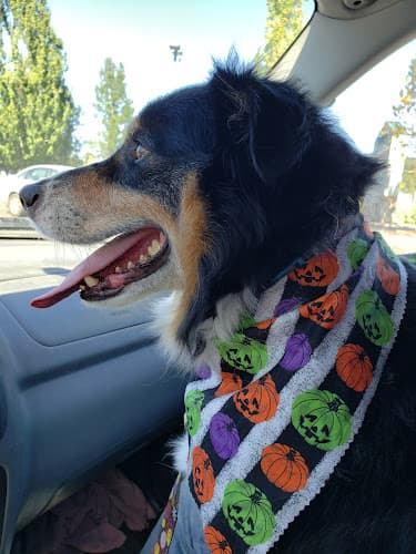 Dog Grooming Groomingdale's Pet Pawlor Gresham