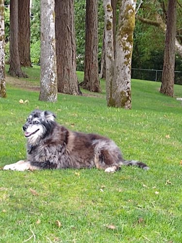 Dog Grooming Groomingdale's Pet Salon Beaverton