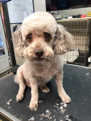 Dog Grooming Groomingdales Redding