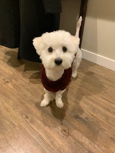 Dog Grooming Groomingdales San Mateo