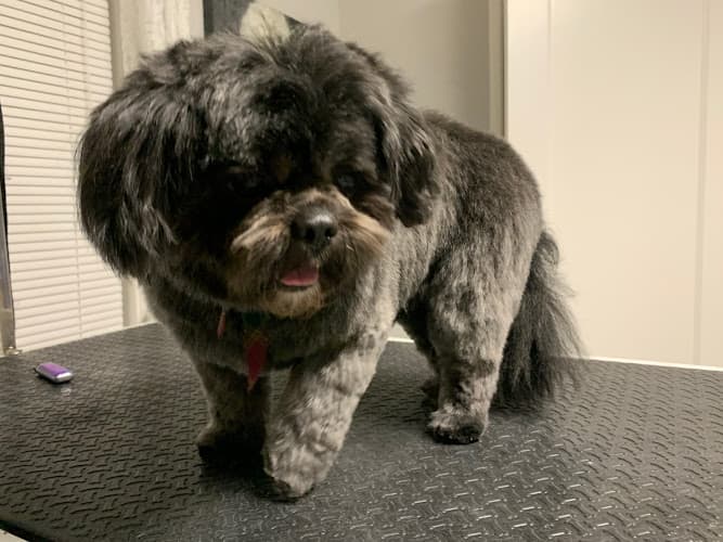 Dog Grooming Grooms By Ellie Vacaville