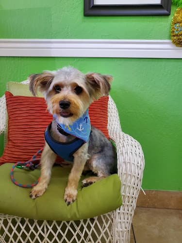 Dog Grooming Groovy Grooms Clovis