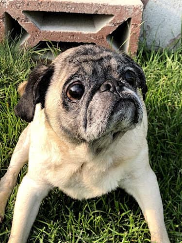 Dog Grooming Grrs-N-Purrs Grooming Spokane