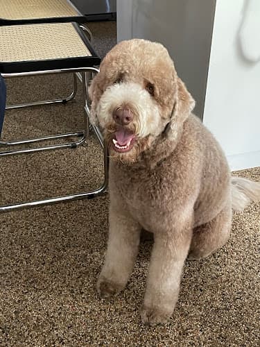 Dog Grooming Grub & Groom Burbank