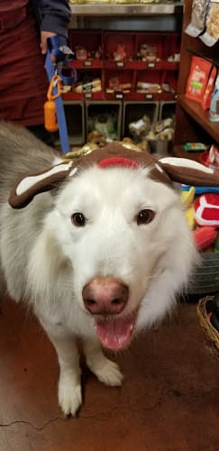 Dog Grooming Gussied Up Dog Boutique San Jose