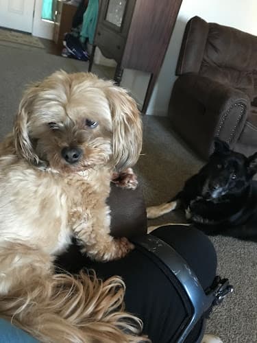 Dog Grooming Hair of the Dog Grooming LLC Gresham