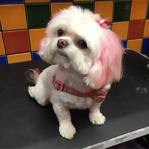 Dog Grooming Hair Of The Dog Wash and Groom Portland