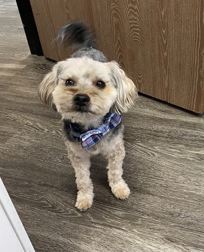 Dog Grooming Hairy's Pet Spa Vista