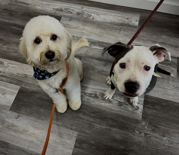 Dog Grooming Hannah’s Grooming & Spa Bellingham